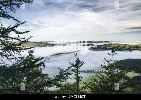 Panoramablick vom Berg über Fichtenbäume auf die östlichen Allgäuer Voralpen mit herbstlichen Wiesen und Wäldern in einem märchenhaften Meer von Stockfoto