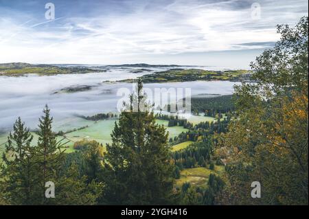 Panoramablick vom Berg über Fichtenbäume auf die östlichen Allgäuer Voralpen mit herbstlichen Wiesen und Wäldern in einem märchenhaften Meer von Stockfoto