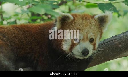 Red panda am Baum Stockfoto