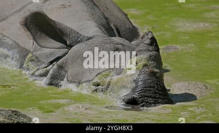 Weißes Nashorn, das Schlammbad nimmt Stockfoto