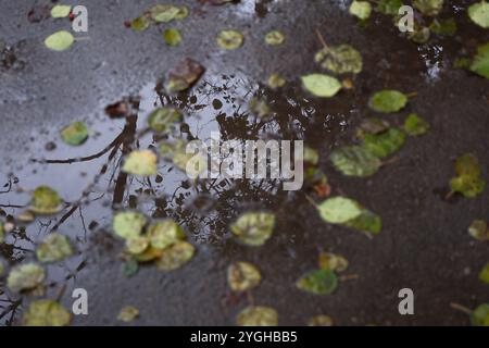 Gefallene Blätter in einer Pfütze nach Regen. Selektiver Fokus. Stockfoto