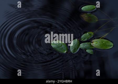 Schwimmende Blätter des schwimmenden Teichgras mit Wassertröpfchen, fallende Regentropfen bilden Kreise auf der Wasseroberfläche, Deutschland Stockfoto