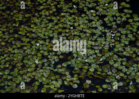 Herzförmige schwimmende Blätter und Blüten von Frogbit, Deutschland Stockfoto