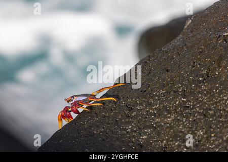 Farbenfrohe Red Rock Crab Grapsus adscensionis auf den Azoren. Stockfoto