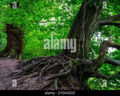 Führung durch das Haitabu Wikingermuseum auf dem Fluss Schlei, Bäume, Wald Stockfoto