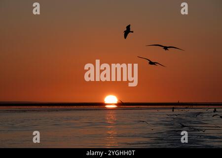 Möwen, die im orange-roten Licht der untergehenden Sonne über dem Meer schwimmen Stockfoto