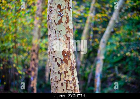 Nahaufnahme des Stammes einer Platanus hispanica in einem Wald, Stockfoto