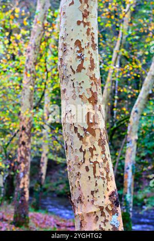 Nahaufnahme des Stammes einer Platanus hispanica in einem Wald, Stockfoto