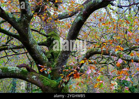 Ein Blick aus der Nähe auf eine majestätische Buche (Fagus sylvatica) in Ucieda, Cabuerniga-Tal, Kantabrien, Spanien. Stockfoto