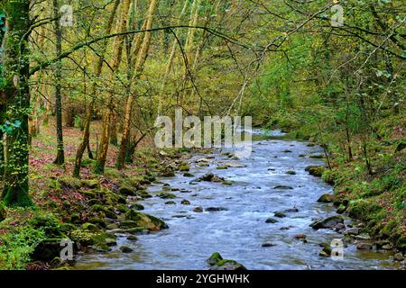 Eine ruhige Szene des Bayones River, der durch einen dichten Wald in Ucieda fließt, im Cabuerniga-Tal, Kantabrien, Spanien. Stockfoto