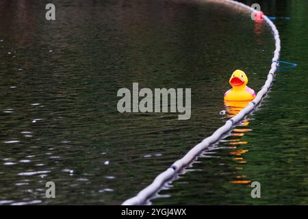 Das Great Warrington and Latchford Duck Race Stockfoto