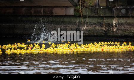 Das Great Warrington and Latchford Duck Race Stockfoto