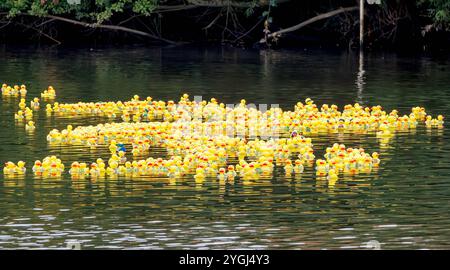 Das Great Warrington and Latchford Duck Race Stockfoto