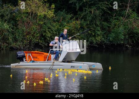 Das Great Warrington and Latchford Duck Race 2024 – Abgeordnete Charlotte Nicholls hilft dabei, die Enten zu sammeln, die über die Ziellinie geflohen sind Stockfoto
