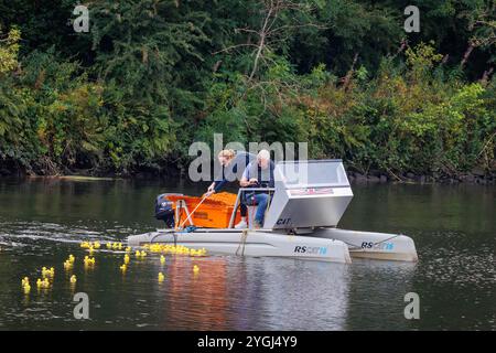 Das Great Warrington and Latchford Duck Race 2024 – Abgeordnete Charlotte Nicholls hilft dabei, die Enten zu sammeln, die über die Ziellinie geflohen sind Stockfoto