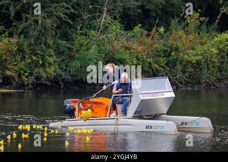 Das Great Warrington and Latchford Duck Race 2024 – Abgeordnete Charlotte Nicholls hilft dabei, die Enten zu sammeln, die über die Ziellinie geflohen sind Stockfoto