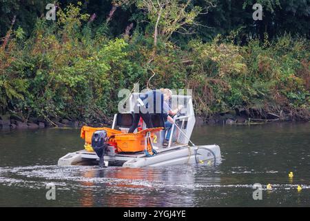 Das Great Warrington and Latchford Duck Race 2024 – Abgeordnete Charlotte Nicholls hilft dabei, die Enten zu sammeln, die über die Ziellinie geflohen sind Stockfoto