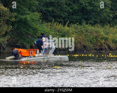 Das Great Warrington and Latchford Duck Race 2024 – Abgeordnete Charlotte Nicholls hilft dabei, die Enten zu sammeln, die über die Ziellinie geflohen sind Stockfoto