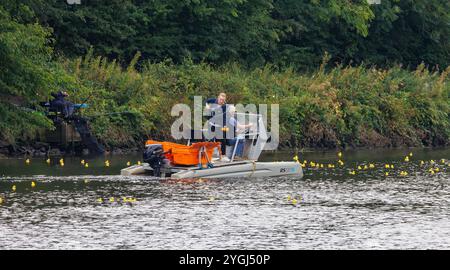 Das Great Warrington and Latchford Duck Race 2024 – Abgeordnete Charlotte Nicholls hilft dabei, die Enten zu sammeln, die über die Ziellinie geflohen sind Stockfoto