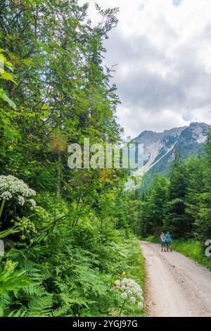 Feistritz im Rosental, Bärental, Hochstuhl (Stol, Veliki Stol), Pflanze Heracleum persicum (Persischer Hogweed, Golpar) in Karawanken, Kara Stockfoto