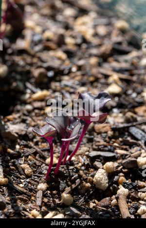Keimlinge von Rotkohl, die im Frühjahr wachsen und im Winter geerntet werden Stockfoto
