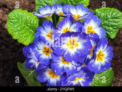 Nahaufnahme von Blumen auf Primula / Primrose Starflame eine Primula, die zweifarbig ist und im Winter bis zum späten Frühling blüht, ist immergrün und voll hart. Stockfoto