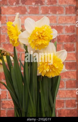 Nahaufnahme der Gruppe von Narcissus Full House im Frühjahr. Das ist eine Lemon and White Division 4 Doppel Narzissen und eine Laubstaude Stockfoto