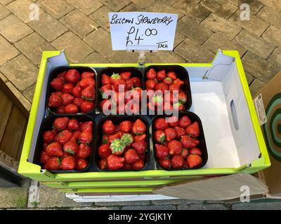 Punnets aus belgischen Erdbeeren zum Verkauf auf dem Markt Stockfoto