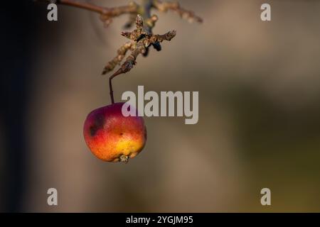 Großaufnahme von Crabapple-Kernfrucht (Malus sp.) Im Herbst. Hintergrund mit Krabbenzweig und Obst. Ziergärtnerei. Stockfoto