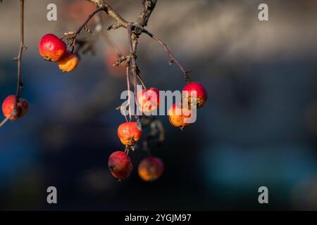 Großaufnahme von Crabapple-Kernfrüchten (Malus sp.) Im Herbst. Hintergrund mit Krabbenzweig und Früchten. Ziergärtnerei. Stockfoto