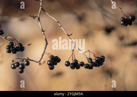 Aronia-Beeren (Aronia melanocarpa, Schwarze Chokeberry), die im Garten wachsen. Herbsthintergrund mit Aroniazweig und Beeren. Stockfoto