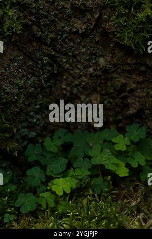 Sauerampfer (Oxalis acetosella), der in einer Baumhöhle wächst, Deutschland Stockfoto