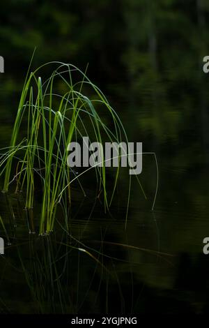 Gräser wachsen am Ufer eines Sees, Deutschland Stockfoto