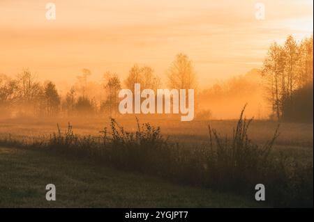 Stimmungsvolle Nebellandschaft bei Sonnenaufgang auf einer Herbstwiese im Allgäu. Mit Baumsilhouetten, über denen die goldgelbe Morgensonne goldgelb aufgeht Stockfoto