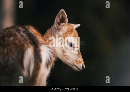 Nahaufnahme eines jungen Damhirschkalbes im Herbst Stockfoto