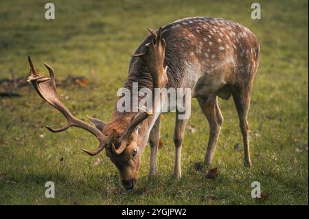 Porträt eines Brachhirsches, der im Herbst auf einer Wiese weidet Stockfoto