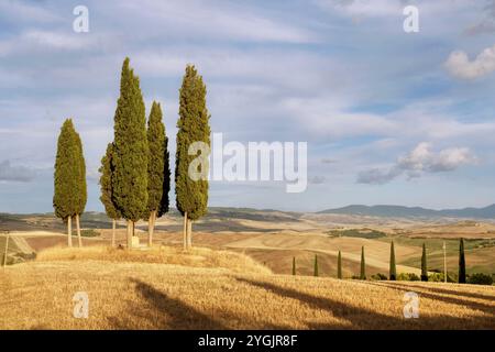 Gruppe von Zypressen im Val d'Orcia im Herbst Stockfoto