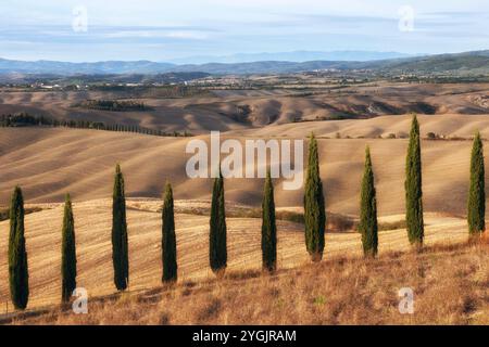 Blick über eine Reihe von Zypressen auf die hügelige Landschaft der Toskana im goldenen Abendlicht Stockfoto