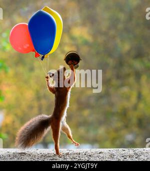 Das rote Eichhörnchen hält mehrere Ballons Stockfoto