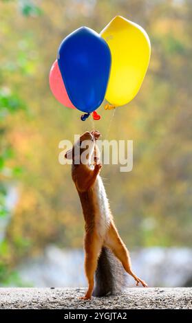 Das rote Eichhörnchen hält mehrere Ballons Stockfoto