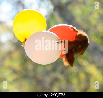 Das rote Eichhörnchen hält mehrere Ballons in der Luft Stockfoto