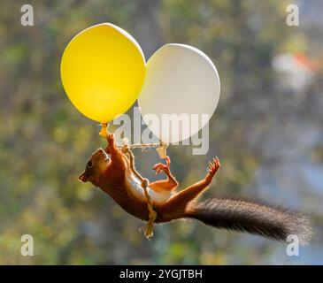 Das rote Eichhörnchen hält mehrere Ballons in der Luft Stockfoto