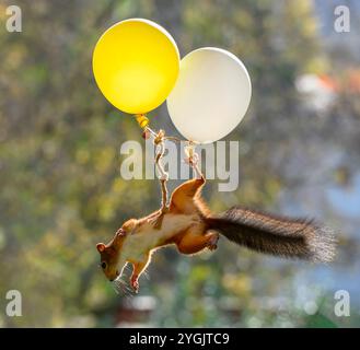 Das rote Eichhörnchen hält mehrere Ballons in der Luft Stockfoto