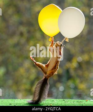 Das rote Eichhörnchen hält mehrere Ballons in der Luft Stockfoto