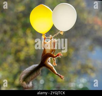 Das rote Eichhörnchen hält mehrere Ballons in der Luft Stockfoto