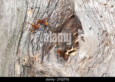 Hornissen (Vespa crabro) am Nest in einem toten Baum Stockfoto