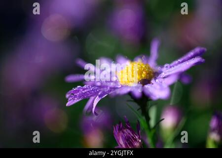 Wilde Chrysanthemen mit Morgentau, Aster novi-belgii, buschiger Aster (Symphyotrichum novi-belgii) Stockfoto