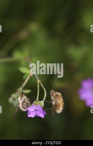 Bienenfliege (Bombylius venosus) schlafend auf Pyrenäenschnabel (Geranium pyrenaicum) Stockfoto