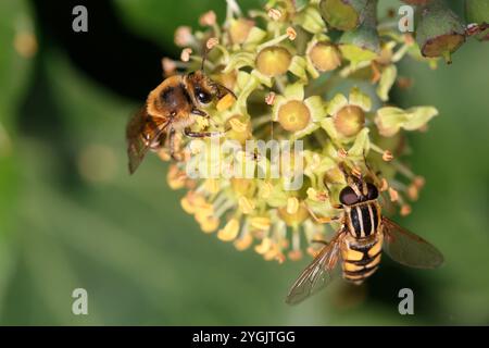 Efeublüte (Hedera helix) mit Efeuseidenbiene (Colletes hederae) und gemeiner sumpffliege (Helophilus pendulus) Stockfoto