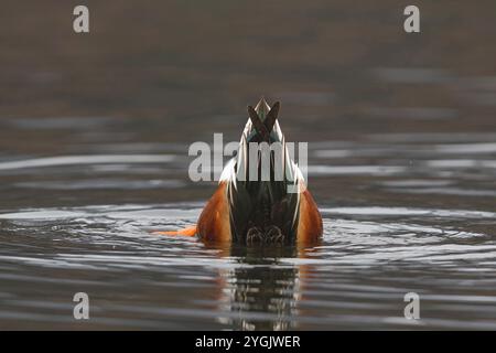 nordschaufel (Anas clypeata, Spatula clypeata), Dabbling männlich, Deutschland, Bayern, Kochelsee Stockfoto